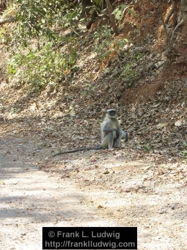 Langur, Sanjay Gandhi National Park, Borivali National Park, Maharashtra, Bombay, Mumbai, India